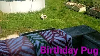 Happy 10th Birthday Bella The Pug