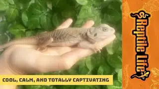 How chill is this Hypo Trans Bearded Dragon? | Reptile Life
