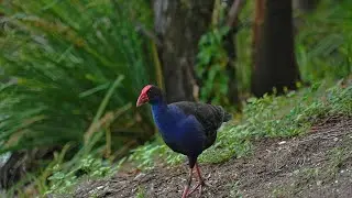 Subtropical Rainforest