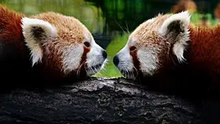 Breeding Cycle of Red Panda | Mating | Birth | Breast feeding | Teaching | SINGHRAKSHAK