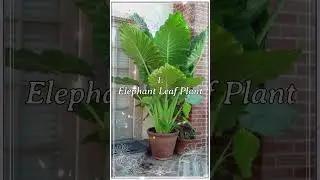 Top 5 Big Leaf Indoor Plants That Transform Your Home 🌿 | #naturelovers #greenvibes #indoorplants