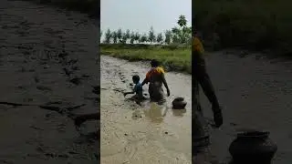 Catching mud fish।#shorts
