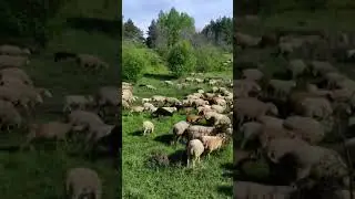 #country #animals #homesheephome #sheepfarm #sheep #sheeps #farming #cow #farm #животные #Россия