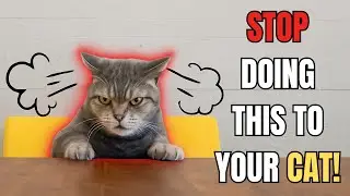 10 Things Cats HATE (#1 Might Surprise You)