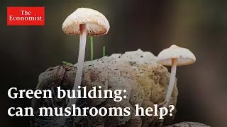 Green building: can mushrooms help?