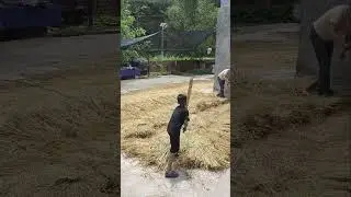 The sound of tradition &mdash; threshing rice by hand. 🌾 #traditionalfarming #rurallife  #shorts #ytshorts