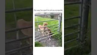 Wow!#shorts #dog #friendship #goals #cute