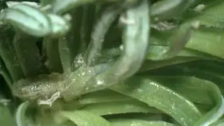 Twig Aphid Egg Scouting
