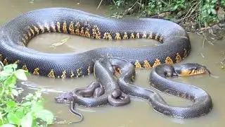 This Giant Snake Is a Real-Life Monster of the Swamps