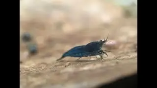 Blue Velvet shrimp time-lapse 4k