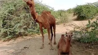 Thari camels are enjoying with each other#animal #camel
