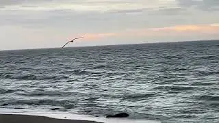 Dog very happy when he see  me / morgning February 2' / Calahonda/ Sunrise time 