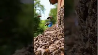 Bee Fails!! 😂 😂