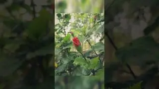 Flower mobile photography  #shorts#umeshOffline#photography#flower #home