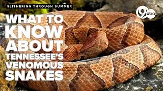 Slithering through summer: What to know about Tennessee&rsquo;s venomous snakes
