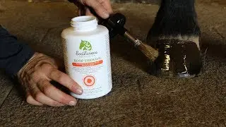 How to Improve the Health of Your Horse's Hooves