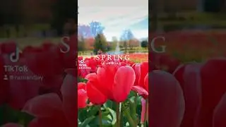 This is Dewberry Farm located in NC.They are the largest U-Pick Tulips in NC.  #nctourism#spring