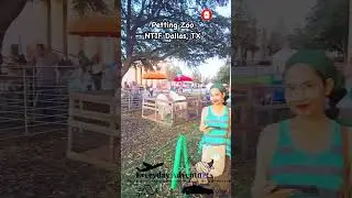 Petting Zoo at the North Texas Irish Festival 2025 | NTIF 2025 | North Texas Irish Festival 2025