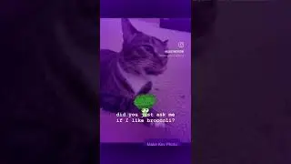 I don&rsquo;t like broccoli! #cat #eatvegetables  #eatyourvegetables #olliecat