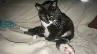 My Cat Song (alternative version) and Music Video by The Linda and Cole Band