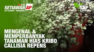 Mengenal Dan Cara Memperbanyak Tanaman Hias Gantung Kribo - Callisia Repens - SAP Garden
