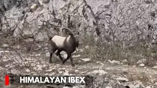 Endangered Himalayan Ibex spotted in Gurez