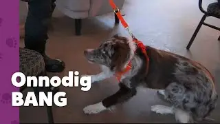 “Het is allemaal niet zo spannend” | Ron’s Honden Spreekuur