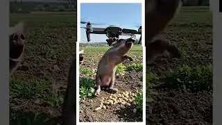 Drone to Stop Harmful Pigs 🐖🚁 | Smart Farming Innovation & Village Life (HD)