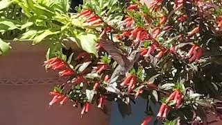 Hummingbird feeding on a Cuphea Vermillionaire or Firecracker plant.