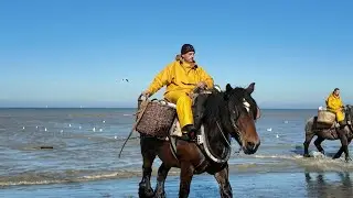 Tourism keeps traditional horseback shrimp fishing alive on Belgian coast | AFP