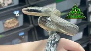 Just Enjoying Some Time With The Colubrid Snake Collection  