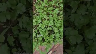 Coriander harvest part 2  #corianderleaf #terracegarden #shortsfeed #homegardening #youtubeshorts