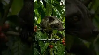 Civet Coffee Process: Nature&rsquo;s Unique Fermentation