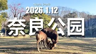 Peaceful Nara Park Walk with Deer 🦌｜奈良公園 2026.01.12 #奈良の鹿