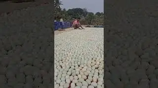 🔥১০,০০০ হাঁসের ডিম ফুটানোর গোপন টেকনিক! | হাঁসের খামার | Duck Farming in Bangladesh