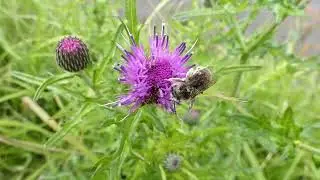 Sweat Bee(?) Pollinates Japanese Thistle Flowers