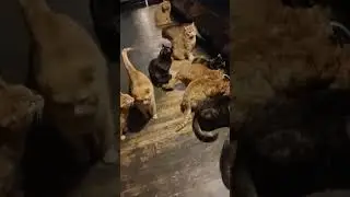 F&uuml;tterung☆ Schicht 2 von 3🤷&zwj;♀️🐈🐈&zwj;⬛🫶🙏 #cat#song#cute #calmdownchallenge#wolf#love#forever