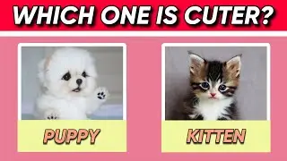 Which Animal is Cuter? Adorable Animal Face-off!🐾