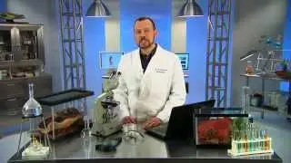 Is It True Flies Taste With Their Feet? - Ask the Pest Professor