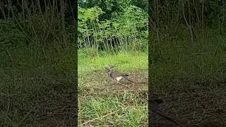 burung liar adu tekan dengan pikat #birds #burungtekukurgacor #tekukursultan