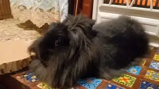 Sunday ❤️ #bunny #fluffybunny #cute #pet #subscribe #smallpet #petrabbit 