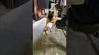 Dog balancing three glasses of water #dog #smartdog #puppy #funnyanimals #youtubeshorts #shorts