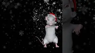 So Fun - Holiday Greeting for you - Holiday Music 2021 - Merry Christmas status video