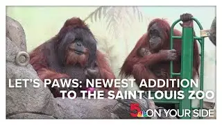 Let's Paws: The newest addition to the Saint Louis Zoo