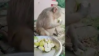 Monkey feed 🙏#monkeyfeeding #monkeylover #viralvideo #jaishreeram