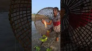 Popular Hand Fishing with a Big Catch!#ytshorts #shorts
