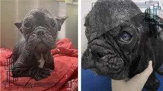 Little dog pulled from meat truck waits at the airport for her &lsquo;human angel&rsquo;