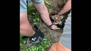 Baby deer saved from being stuck in a groundhog hole!