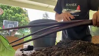 Repotting Alocasia 