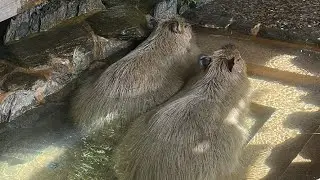 【LIVE】カピバラの露天風呂 capybara bath